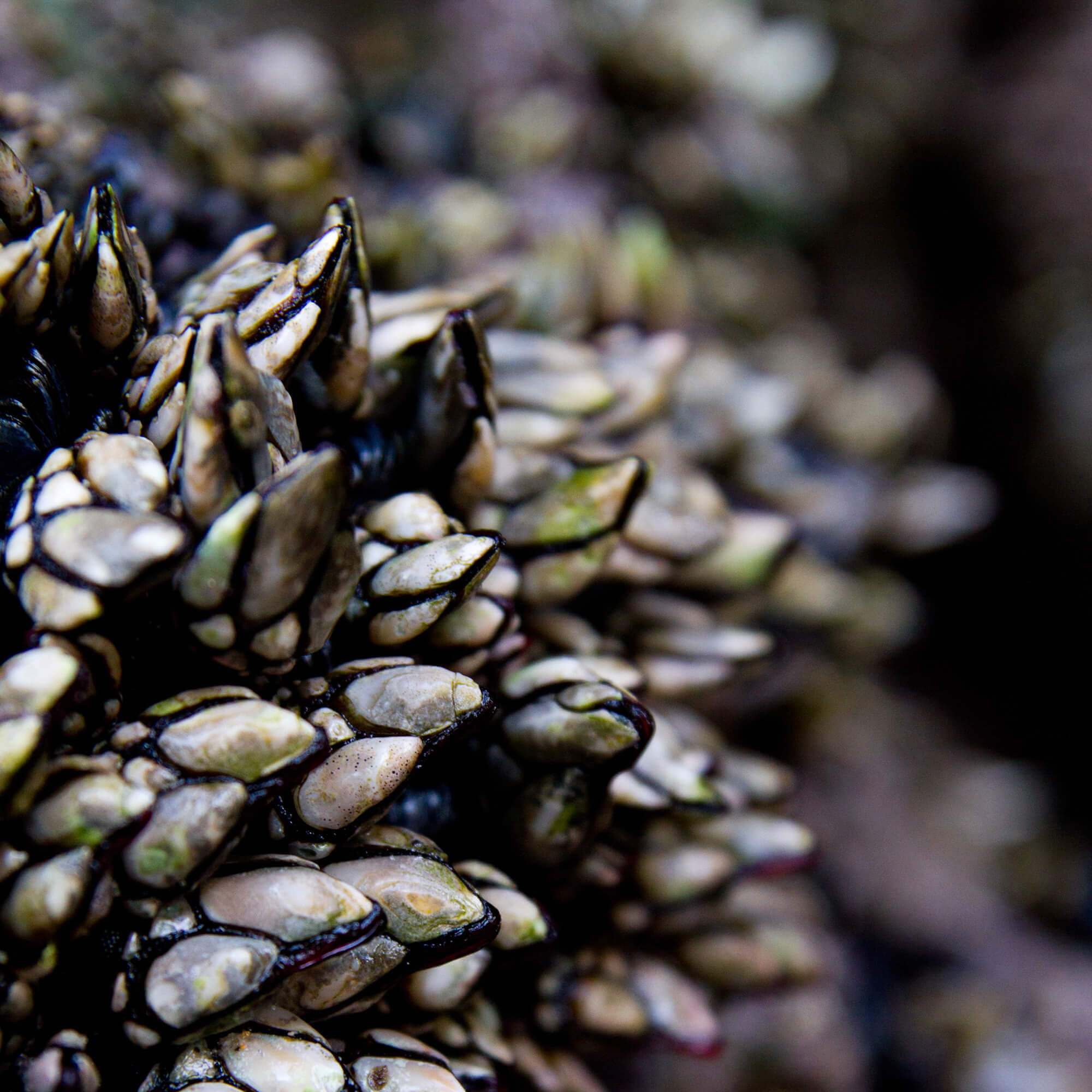 Percebes Guíate Galicia