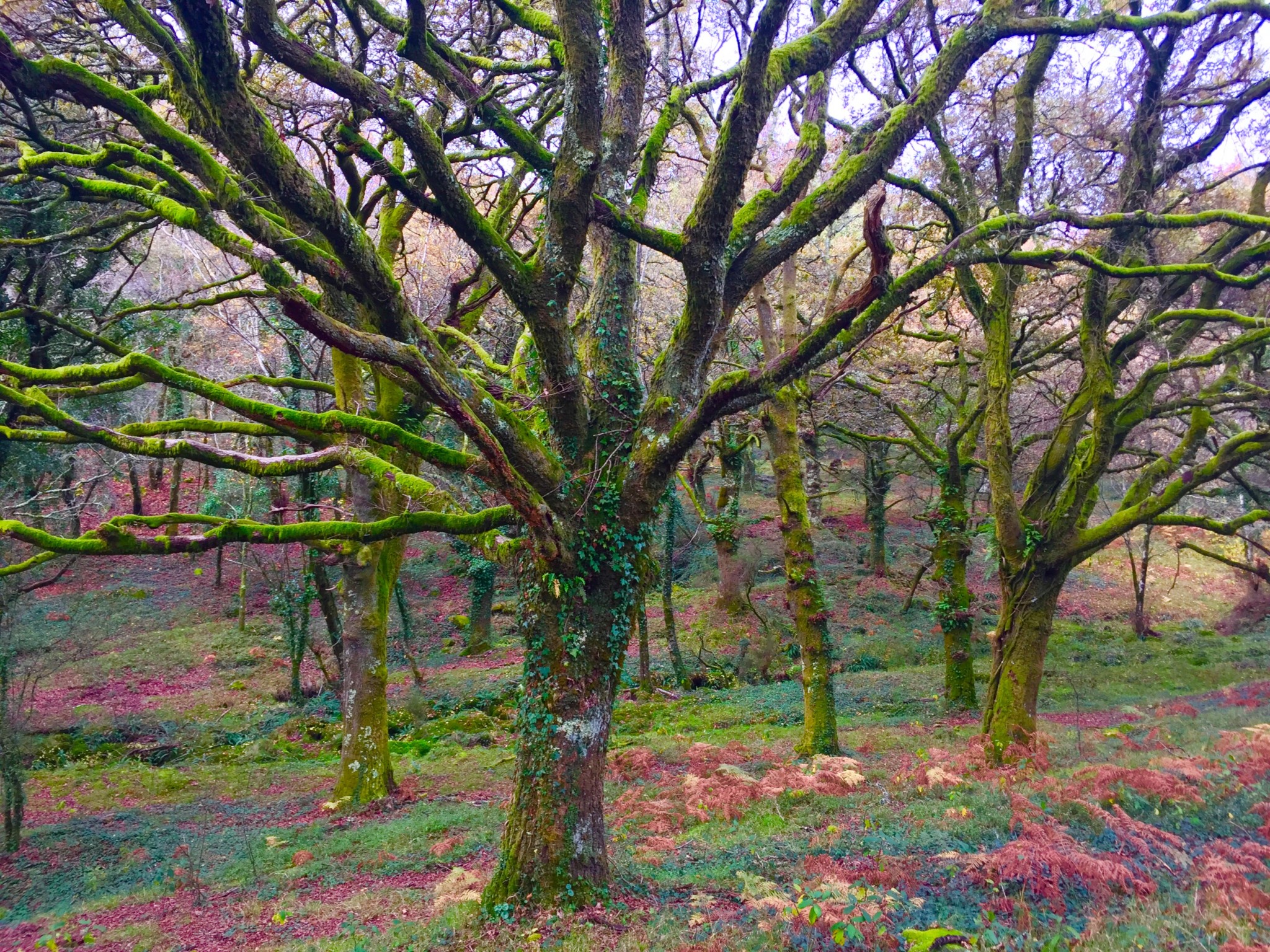 Bosques de Galicia Guíate Galicia Bosques de Galicia Guíate Galicia