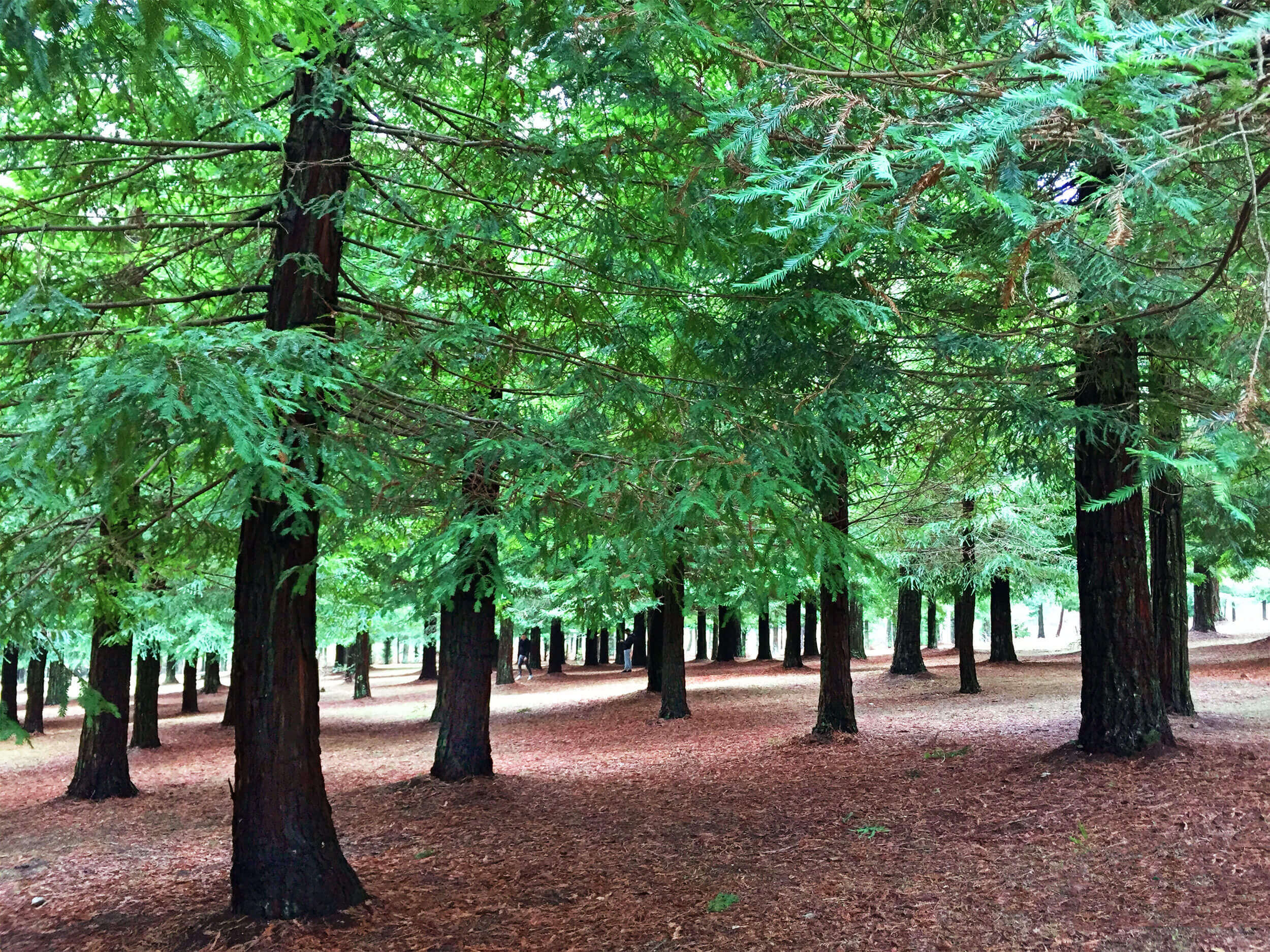 Bosque Secuoyas Rojas de Poio Guíate Galicia Bosque Secuoyas Rojas de Poio Guíate Galicia