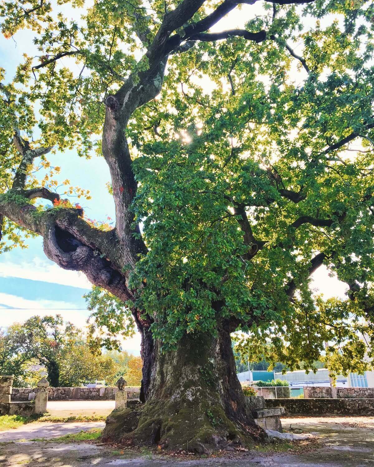 Carballo Santa Margarita Pontevedra Guíate Galicia