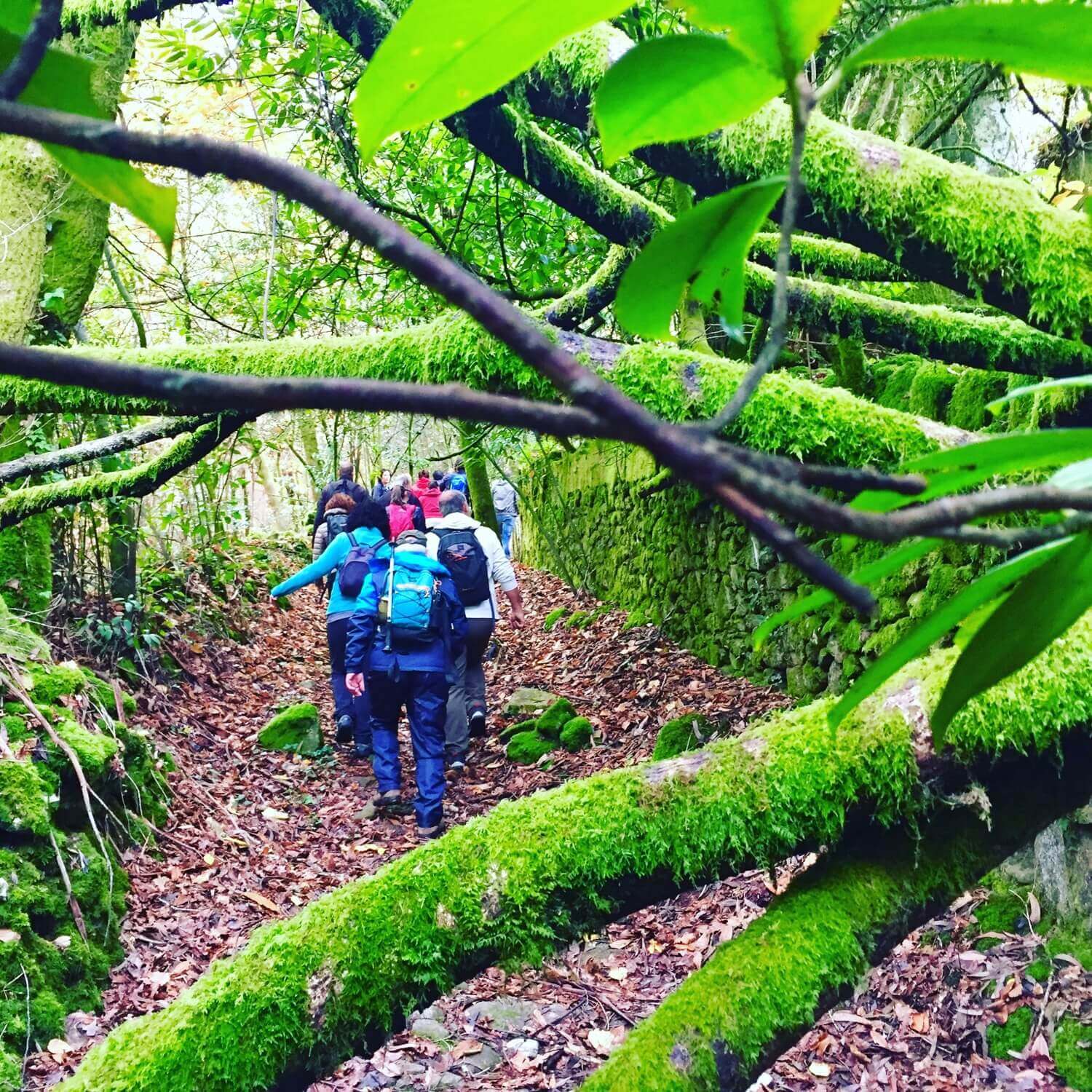Ruta Foxo do Lobo Cotobade Guíate Galicia