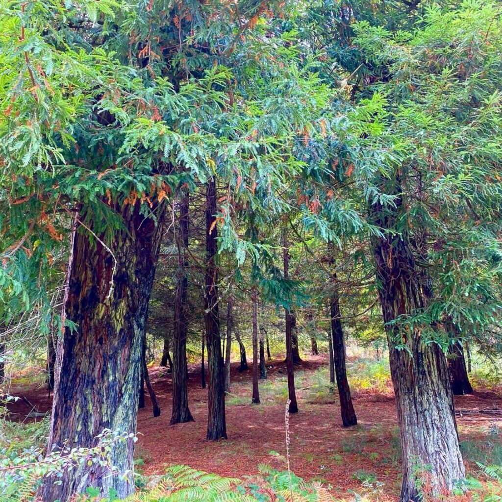 Secuoyas Monte Pena da Moa Guíate Galicia