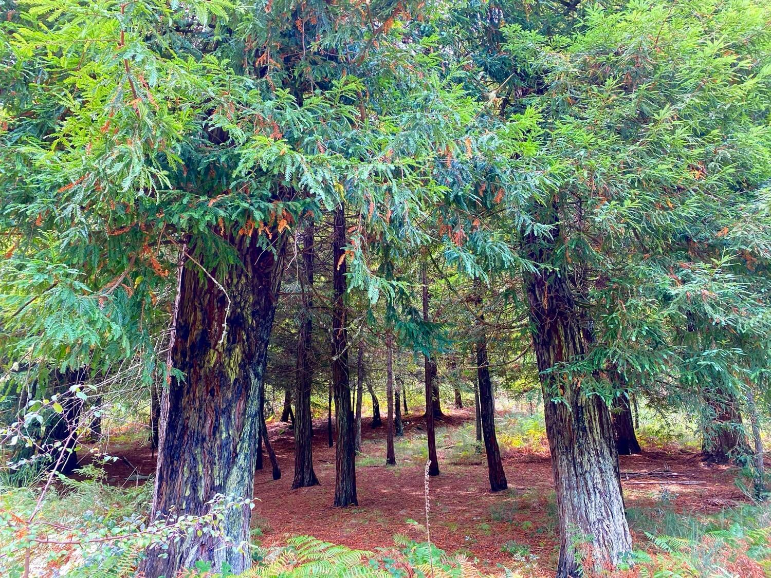 Secuoyas Monte Pena da Moa Guíate Galicia